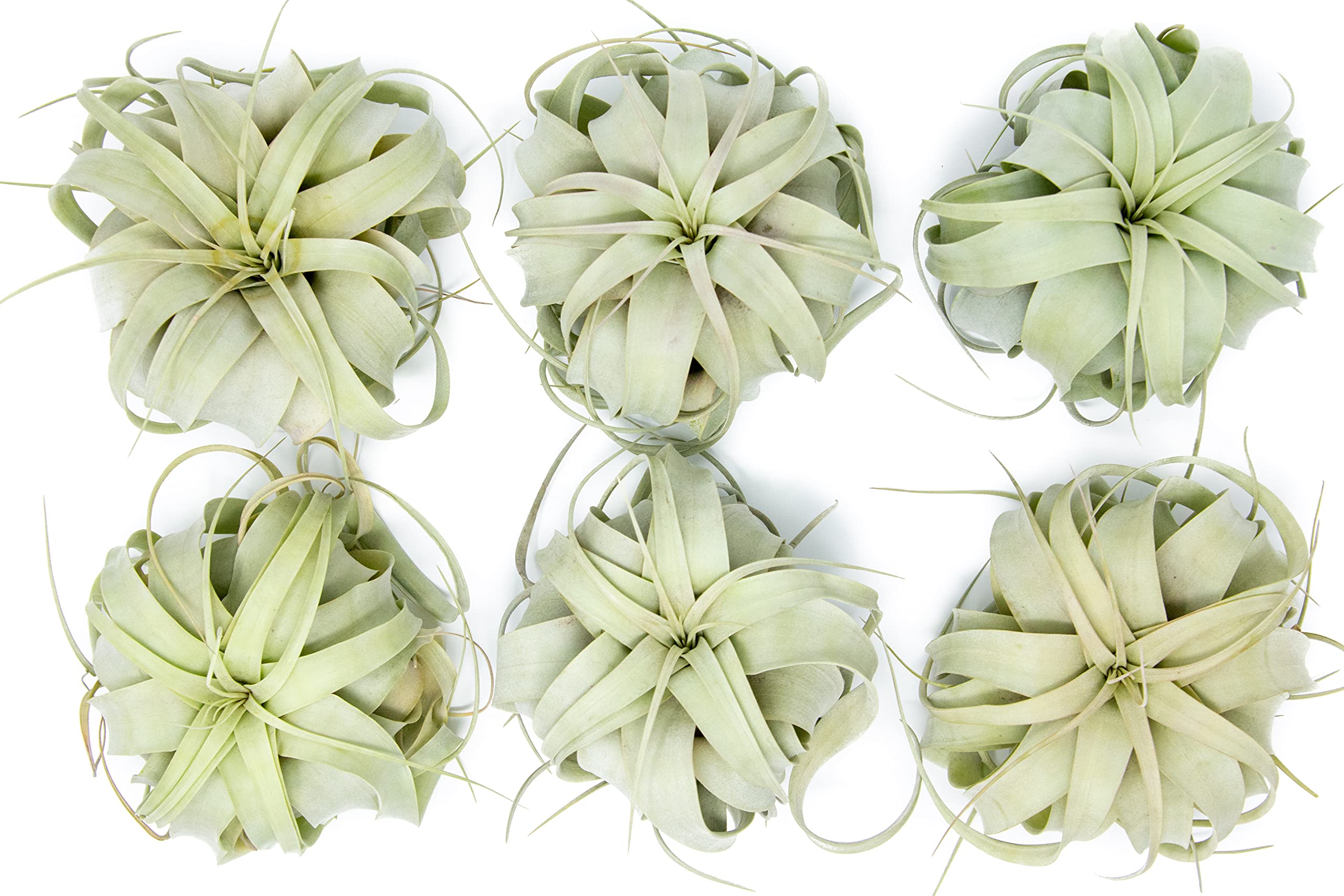 6 Pack Large Xerographica Air Plants 5-7 Inch Wide - Live Tillandsia Succulent House Plants for Terrariums, Home & Office Decor - Easy Care Indoor/Outdoor Air Plants (Wholesale Available) - Perfect for Gifts, Weddings & DIY Projects
