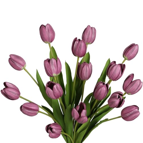 Eva-purple