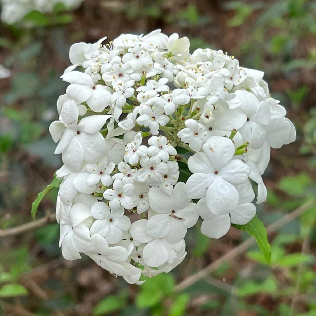 Nantucket Viburnum - 1 Gallon Potted Evergreen Shrub with Fragrant White Spring Flowers | Perfect for Southern Landscaping, Hedge Planting & Garden Borders