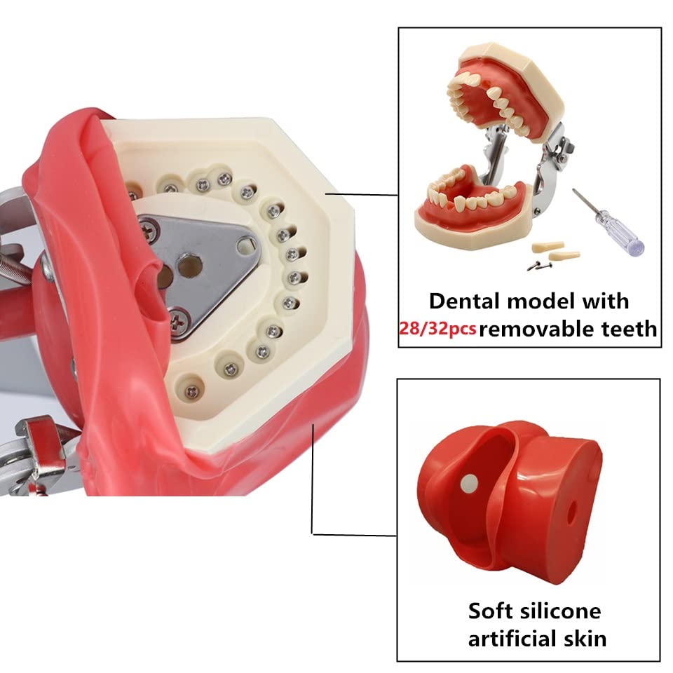 Professional Dental Simulator Head Model with Removable Teeth - Dental Training Manikin for Students & Dentists - Perfect for Dental Schools, Clinics & Home Practice (Desk-Mounted Design)