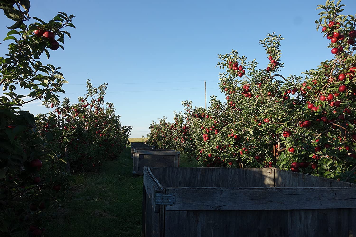 Fresh-Picked Red Delicious Apples from Kauffman Orchards - 48 Count Box | Perfect for Healthy Snacks, Baking Pies & Gift Baskets
