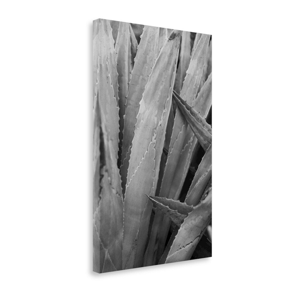 Abstract Agava II By Elizabeth Urquhart - Premium Giclee Print on Gallery Wrap Canvas - Modern Wall Art for Living Room, Bedroom & Office Decor