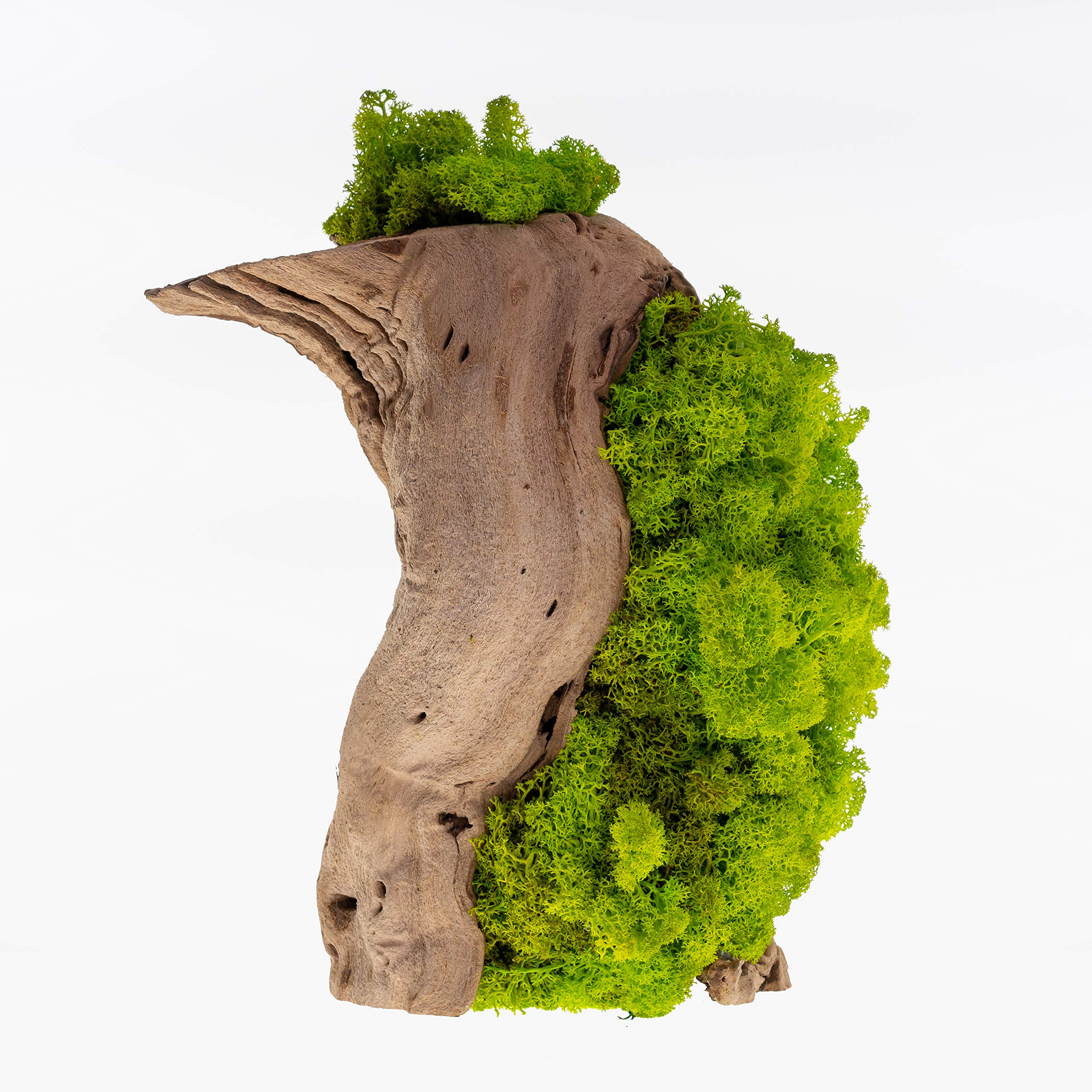 Preserved Moss Tree Art Arrangement - Real Plants Without Watering, Non-Toxic Indoor Home & Office Décor - Perfect for Zen Gardens, Terrariums, and Modern Interior Design