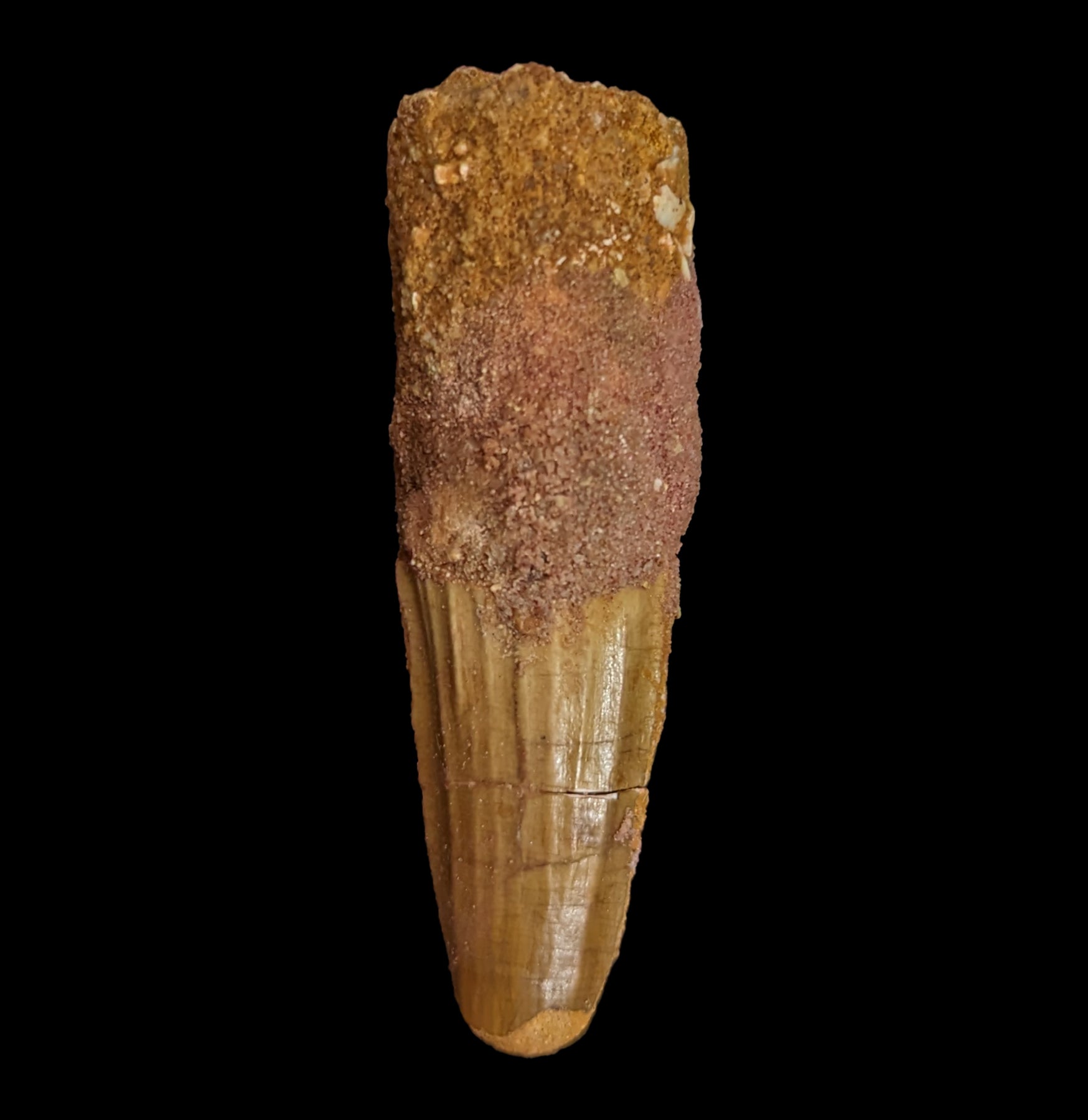 Authentic Spinosaurus Dinosaur Tooth Fossil - Real Prehistoric Dinosaur Tooth for Collectors, Paleontology Enthusiasts & Home Decor | Perfect for Science Displays, Educational Projects & Unique Gifts