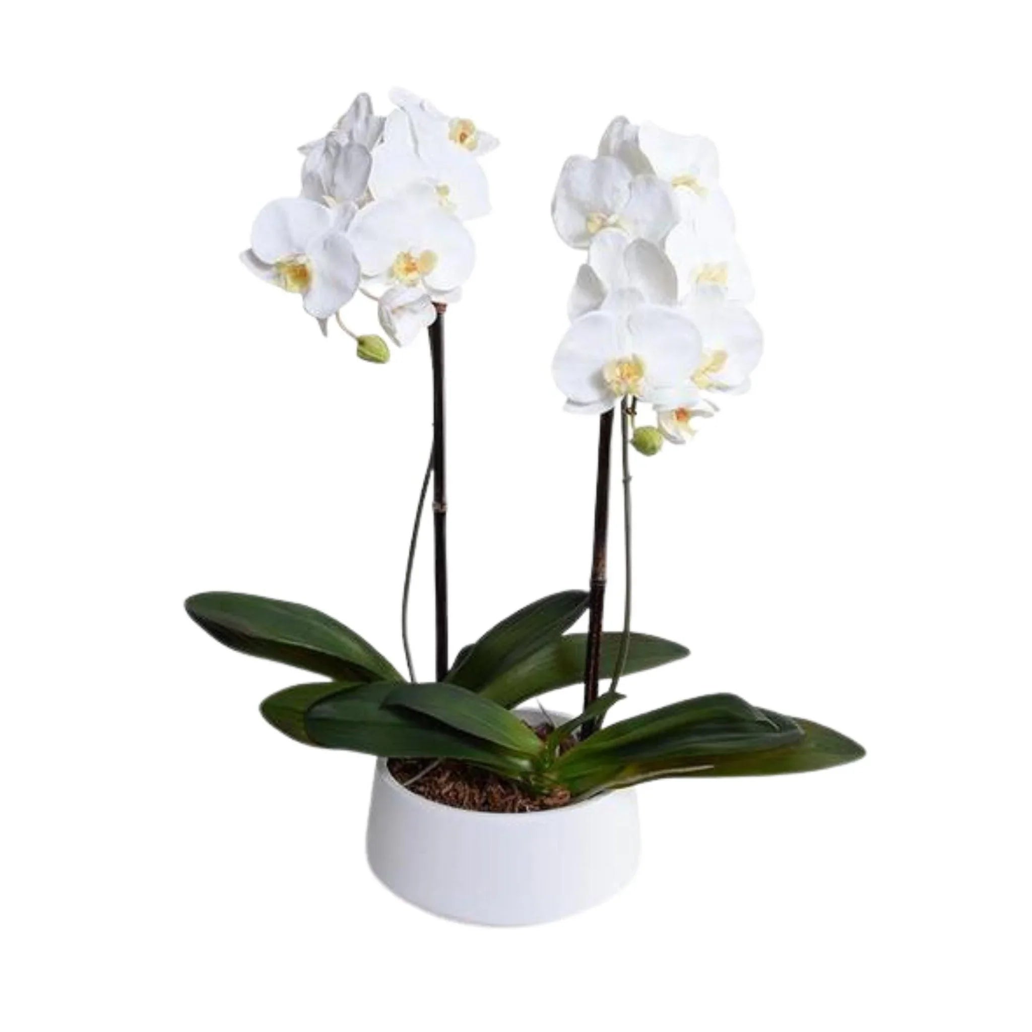 28 Faux Phalaenopsis Orchids in White Ceramic Bowl - Artificial Silk Orchid Flowers for Home Decor, Wedding Centerpieces & Office Table Decorations