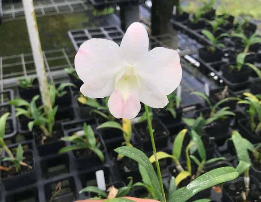 Dendrobium Suree Peach Orchid - Blooming Size Hawaiian Orchid in 4