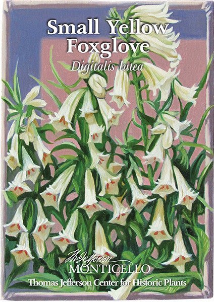 Small Yellow Foxglove Seeds (Digitalis lutea) - Perennial Flower Seeds for Cottage Gardens, Borders & Pollinator-Friendly Landscapes