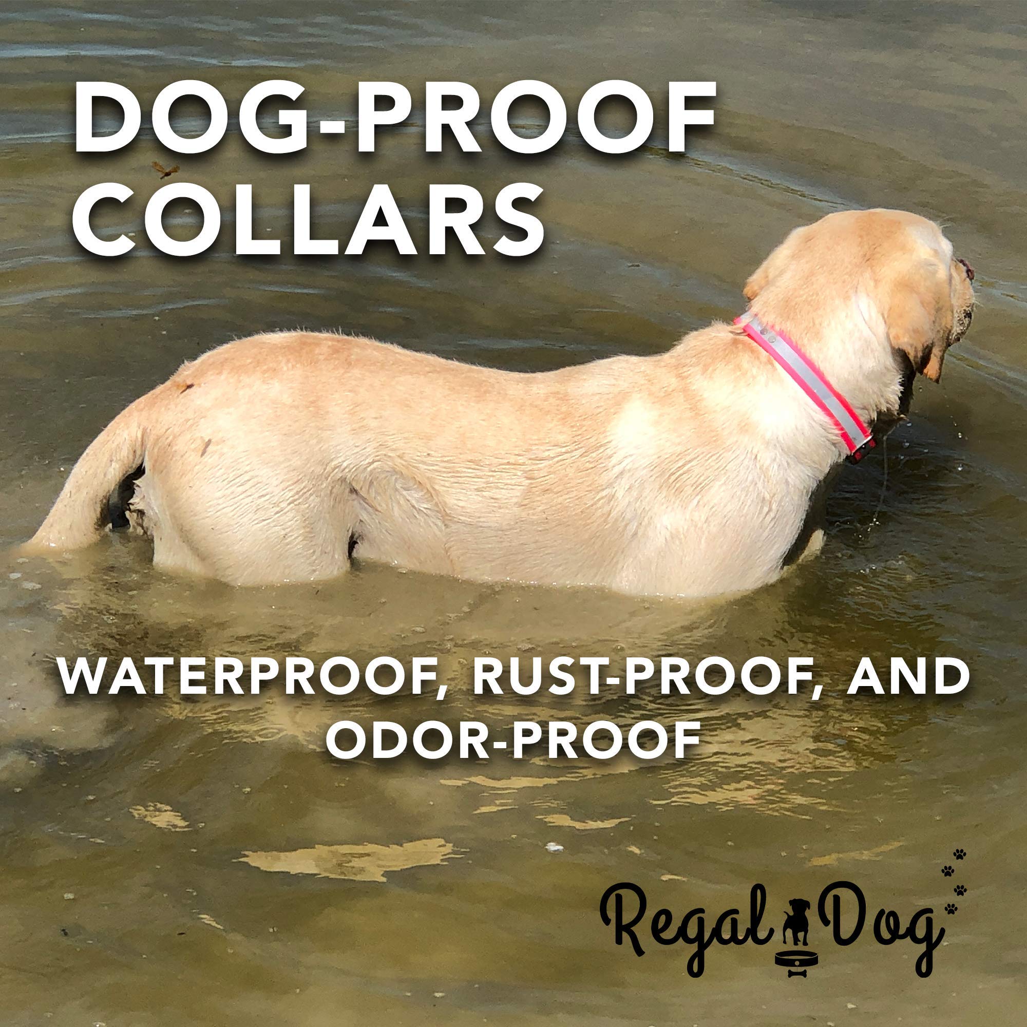 Regal Heavy Duty Reflective Dog Collar - Adjustable Chew Proof & Waterproof Pet Collar with Metal Buckle & D-Ring for Small, Medium & Large Dogs - Perfect for Night Walks, Training & Outdoor Adventures
