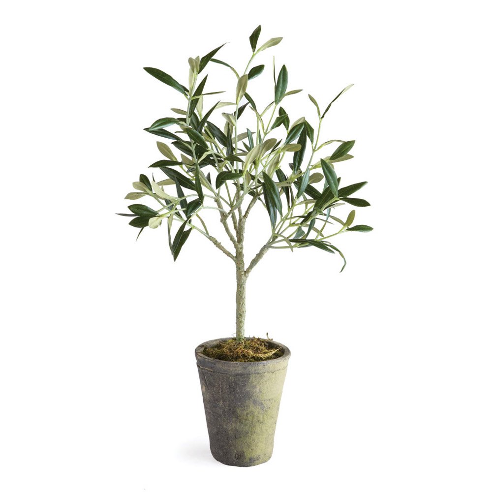 17 Inch Olive Tree in Pot - Napa CC Indoor Potted Plant (11x11x17 Inches) - Perfect for Home Decor, Office Greenery & Mediterranean Style Gardens