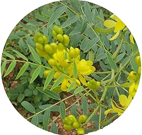 Buy AOZA Valli Organics® Nilavarai Powder 100g - Organic Herbal Supplement for Digestion & Immunity - Perfect for Ayurvedic Remedies & Healthy Tea Blends