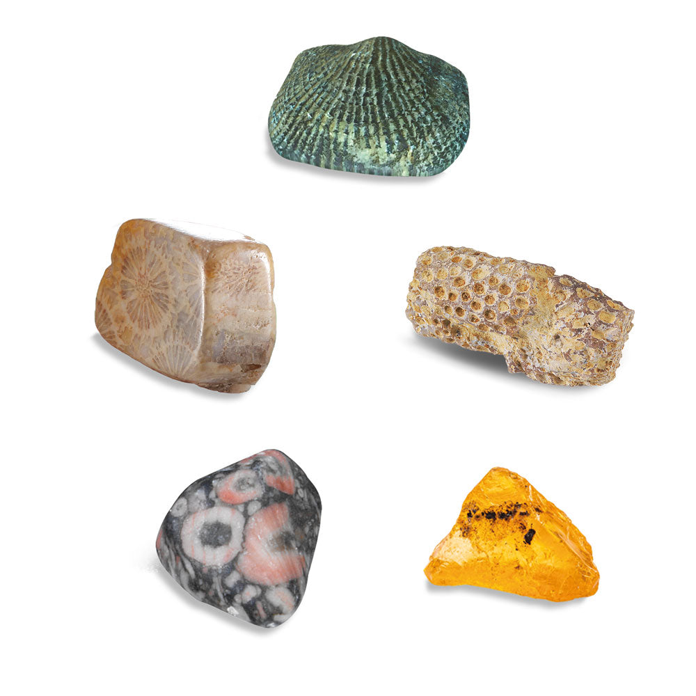 I Dig It! Real Fossils Excavation Kit - STEM Educational Toy for Kids, Dinosaur Fossil Digging Kit for Science Learning & Archaeology Exploration - Perfect for Classroom, Birthday Gifts & Science Projects