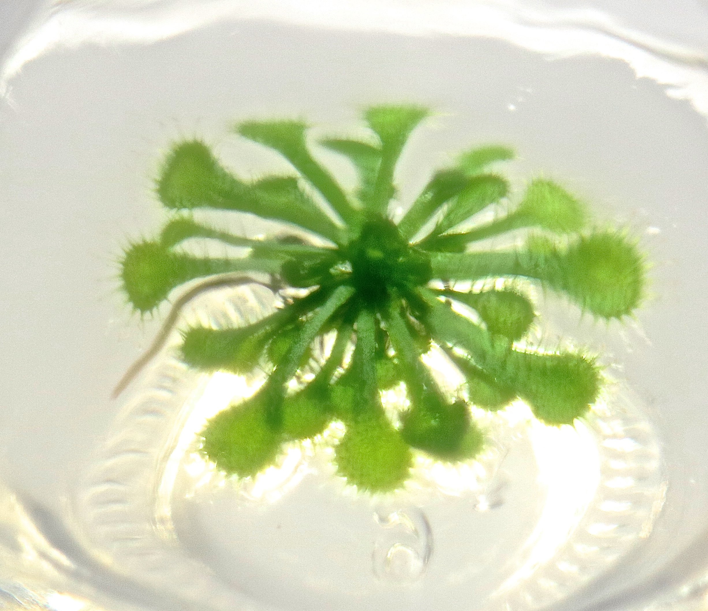 Bloomify Live Sundew Plant Terrarium Kit - Self-Sustaining Enclosed Ecosystem with Drosera Spatula Carnivorous Plant - Low Maintenance Indoor Home Decor - Unique Gift for Plant Lovers - Perfect for Office Desk, Living Room, or Classroom Display