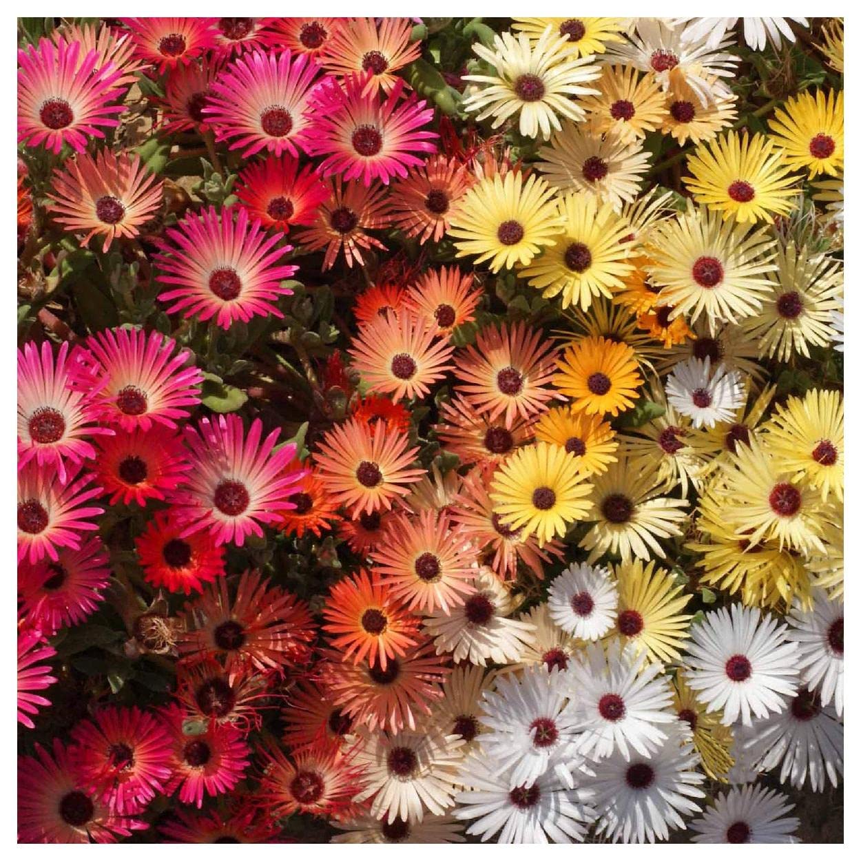 Everwilde Farms - 2000 Livingston Daisy Ice Plant Wildflower Seeds - Gold Vault Jumbo Seed Packet for Garden, Landscaping & Pollinator-Friendly Planting