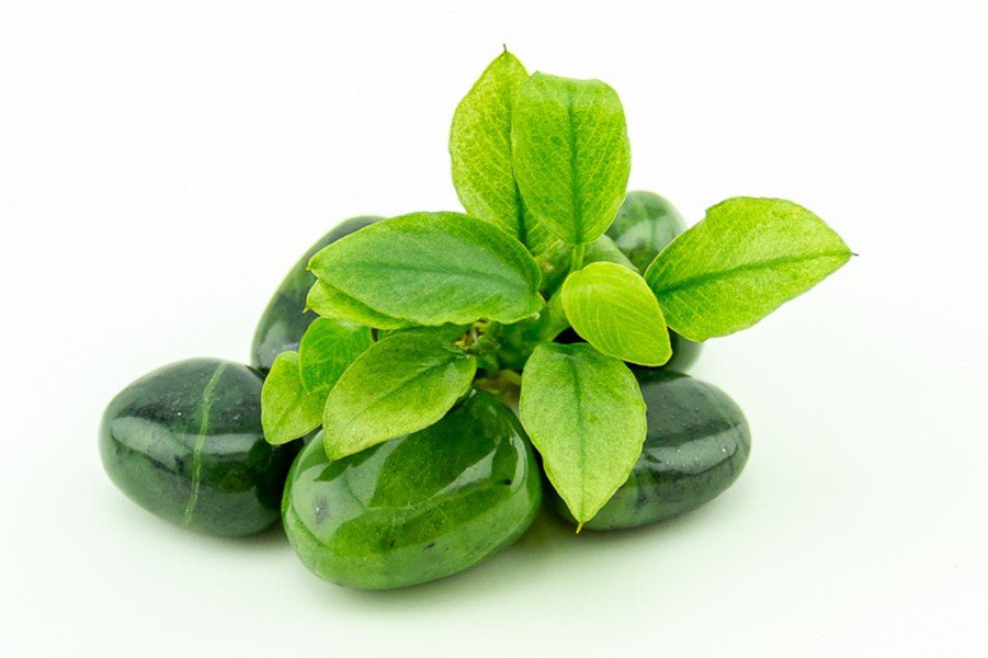 Dennerle Anubias Nana 'Jade' Live Aquarium Plant - Easy Low Light Aquatic Plant for Fish Tanks & Aquascaping