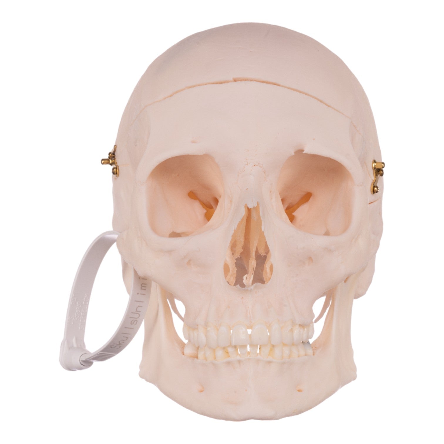 Premium Anatomical Human Skull Model - Medical Grade, Life-Sized for Accurate Study | Perfect for Medical Students, Doctors & Halloween Decor