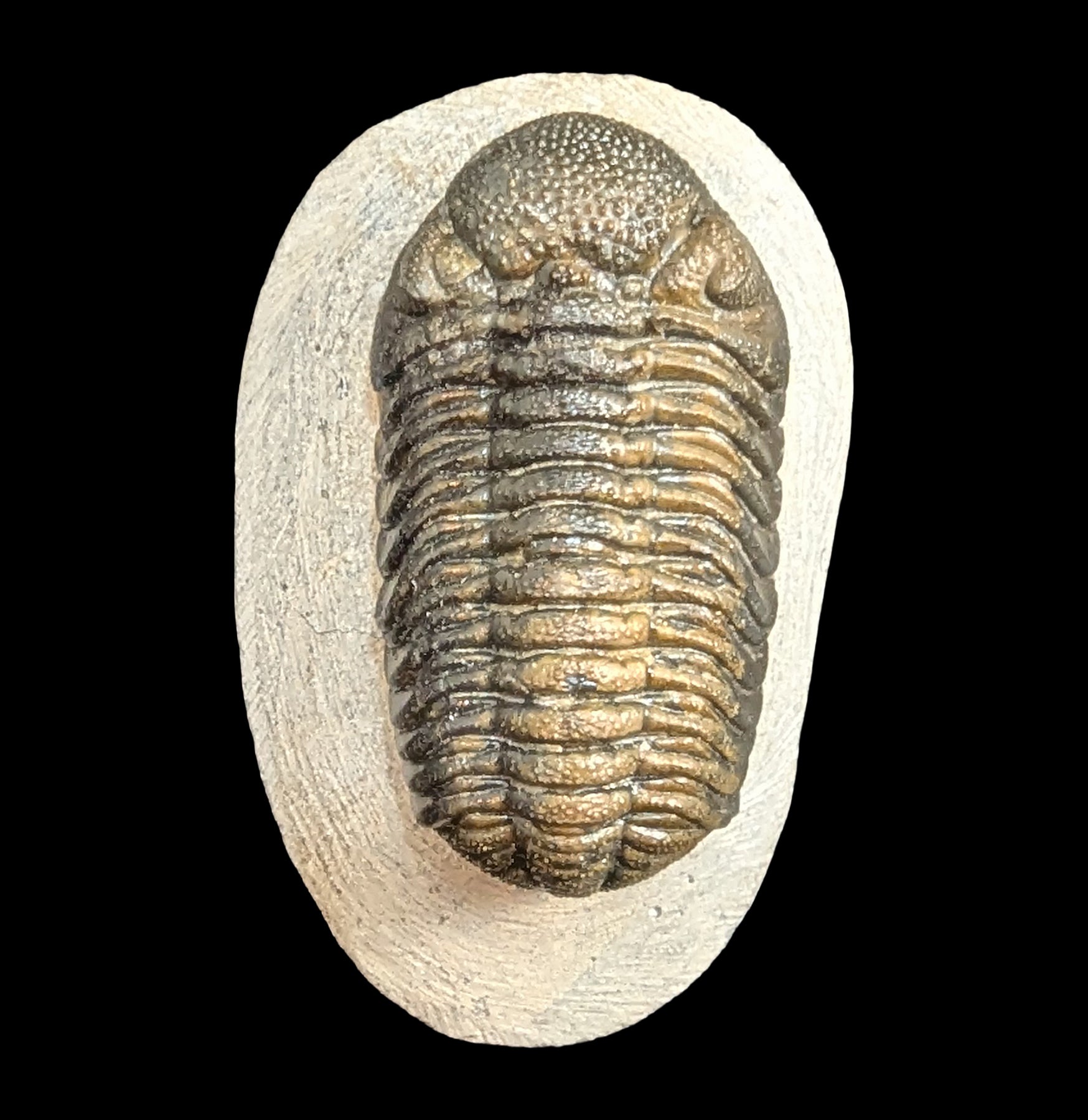 Authentic Phacops Rana Trilobite Fossil in Natural Matrix - Rare Paleozoic Era Specimen for Fossil Collectors & Home Decor