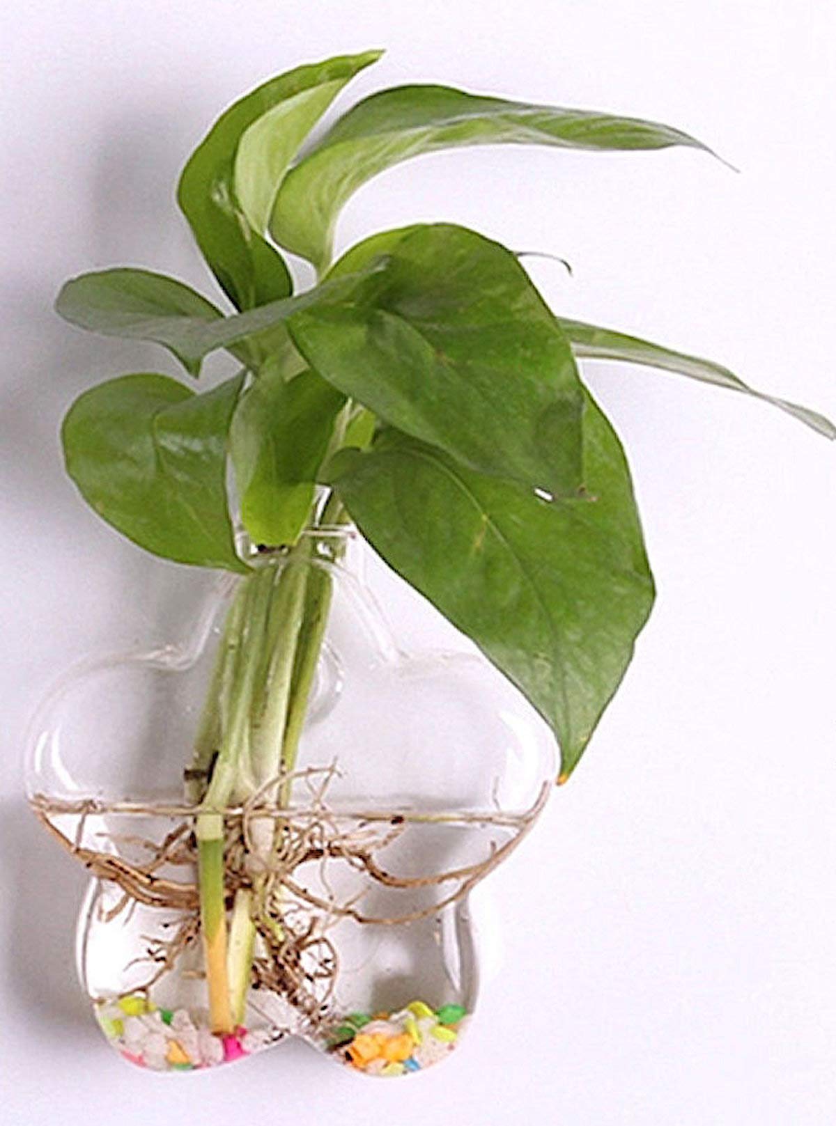 Hanging Glass Terrarium Planter - Hydroponic Wall Vase for Succulents, Air Plants & Herbs | Perfect for Home Decor, Office & Indoor Gardening
