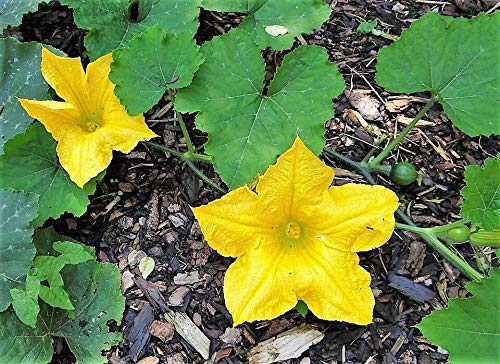 25 Seeds - Kolkhoznitsa Melon (Cucumis Melo) - Rare Russian Collective Farm Fruit #SDF01 - Perfect for Home Gardening, Heirloom Seed Collection & Unique Fruit Cultivation