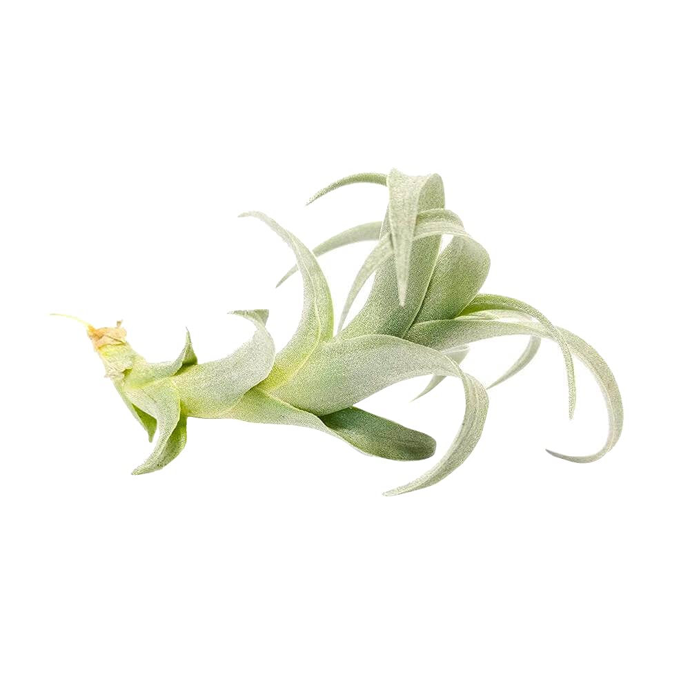 Low Maintenance Live Air Plants Variety Pack - 2'' Long Nana Air Plant | Unique Collection of Different Species | Perfect for Home Decor, Office Desk & Terrariums | Gift Box Included