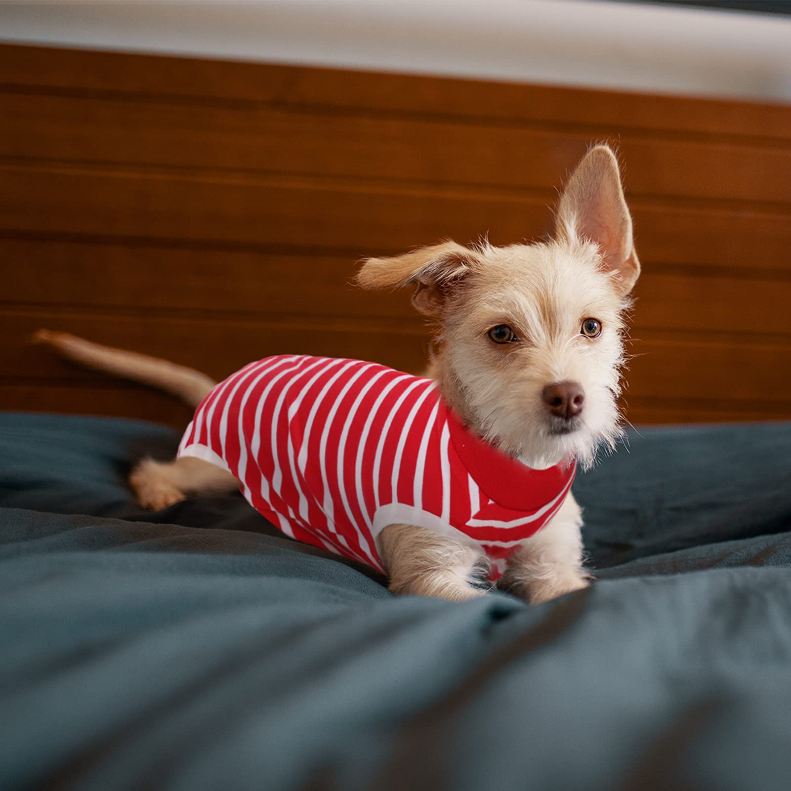 SAWMONG Dog Recovery Suit for Post-Surgery Care - Soft Spay Surgical Suit for Female & Male Dogs - Alternative to E-Collar Cone - Red X-Small - Perfect for Wound Protection & Comfort After Neutering or C-Section