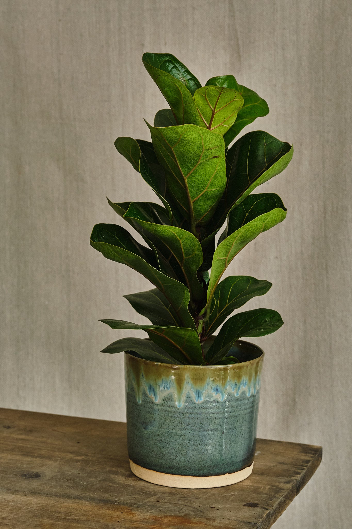 Ficus Lyrata 'Bambino' - Dwarf Fiddle Leaf Fig Plant for Home & Office Decor | Perfect Indoor Houseplant for Living Room, Bedroom, or Workspace