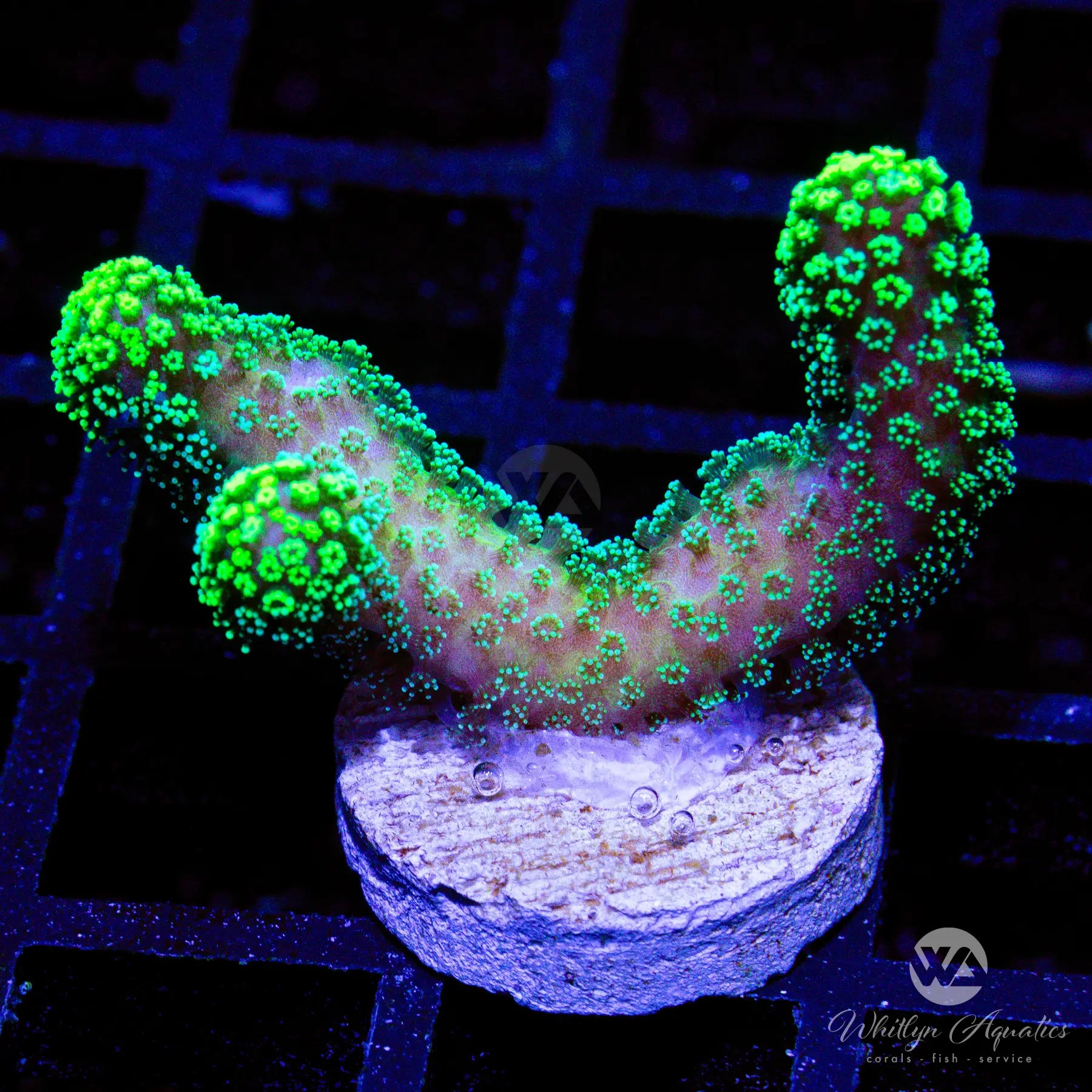Neon Green Stylophora Coral for Saltwater Aquarium - Vibrant Live Coral for Reef Tanks & Marine Aquascaping