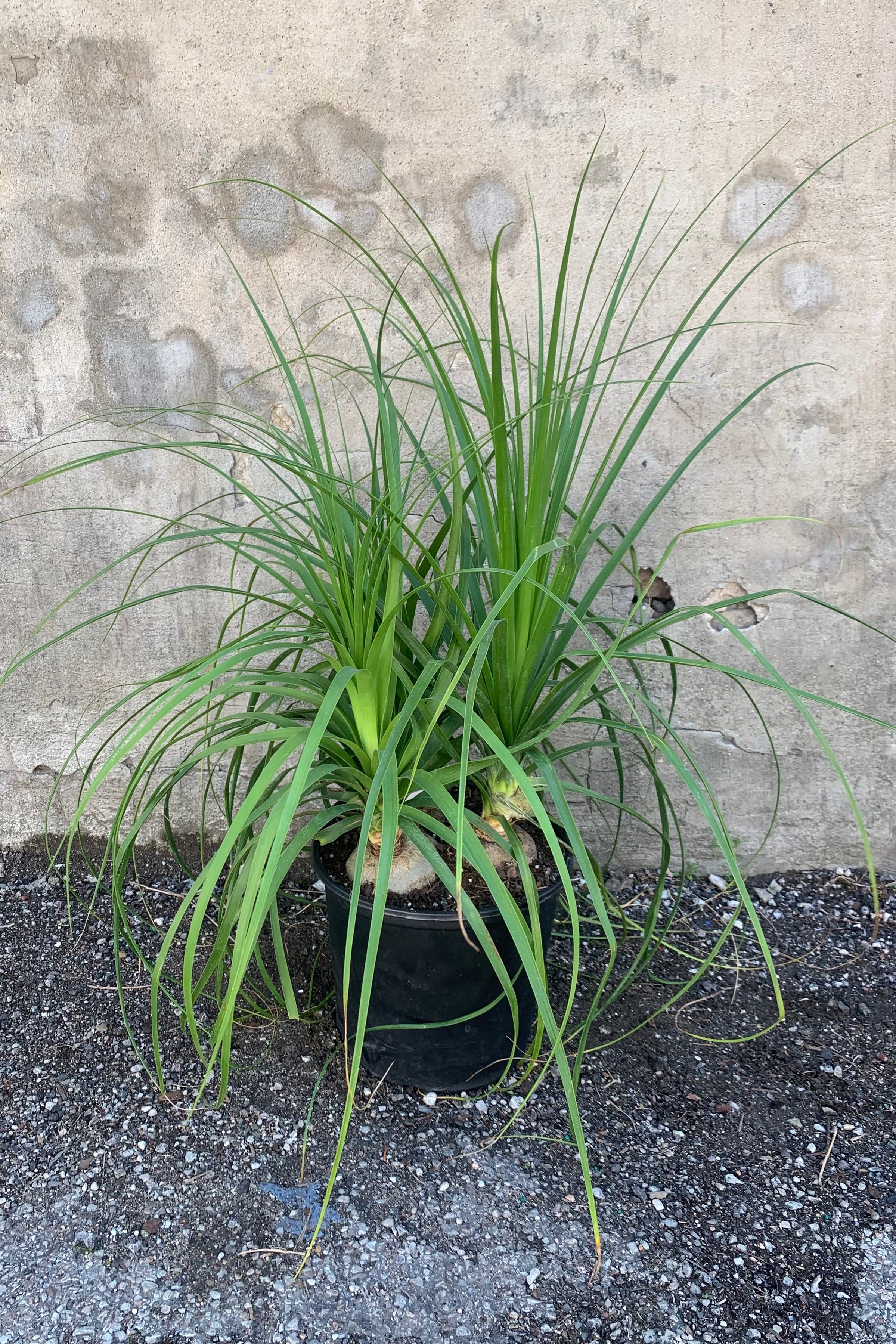 Beaucarnea Recurvata Ponytail Palm - 10 Inch Indoor House Plant for Home & Office Decor - Perfect for Living Room, Bedroom, and Workspace