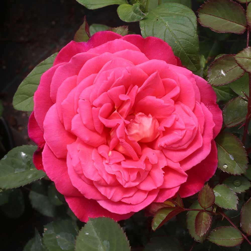 Heirloom Roses - Star of The Nile™ Pink Rose Bush | Live Outdoor Shrub Plant for Gardens, Landscaping & Patio Decor