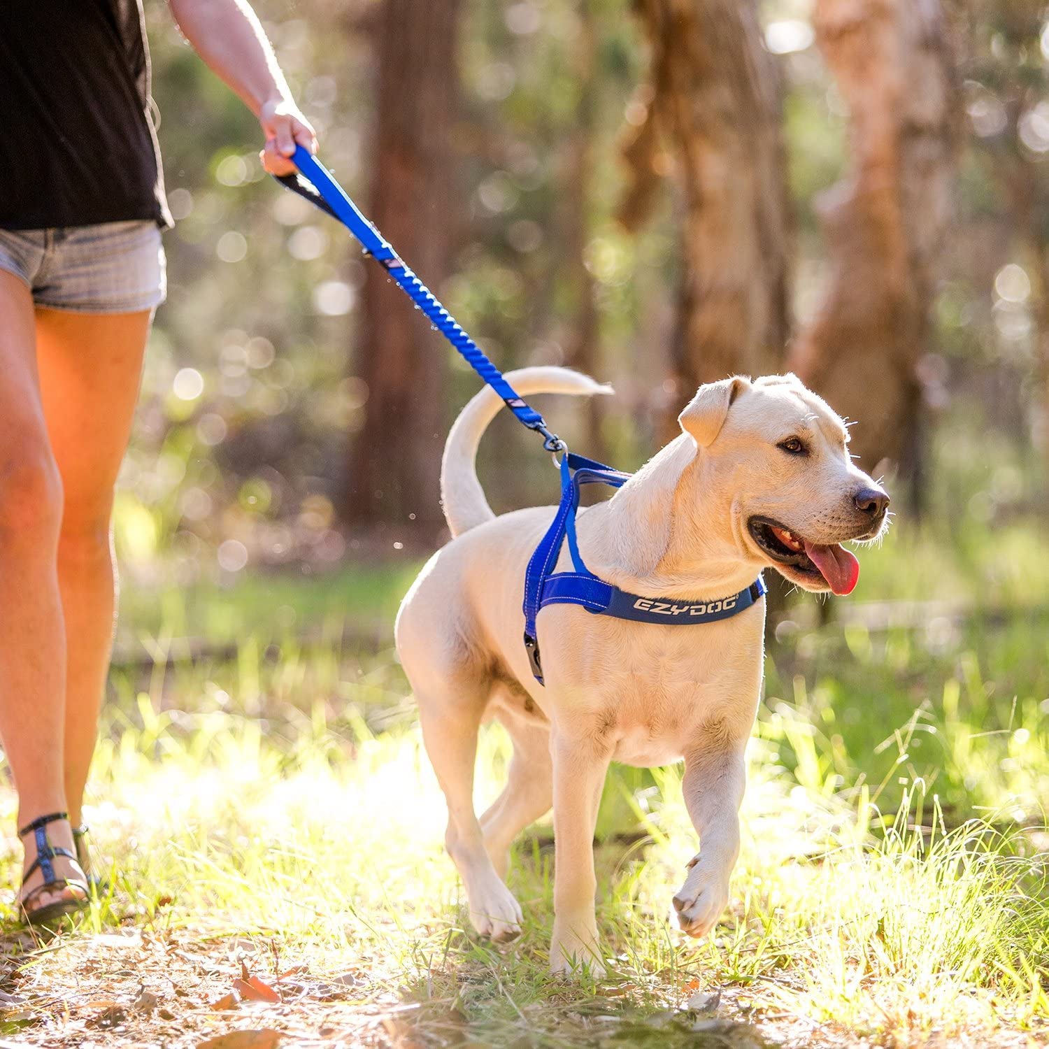 EzyDog Zero Shock Dog Leash - Shock Absorbing Bungee Leash for Pulling or Excited Dogs - Dual Handle & Reflective Safety Leash for Small, Medium & Large Dogs (48-inch, Orange) - Perfect for Walking, Running & Training Active Dogs
