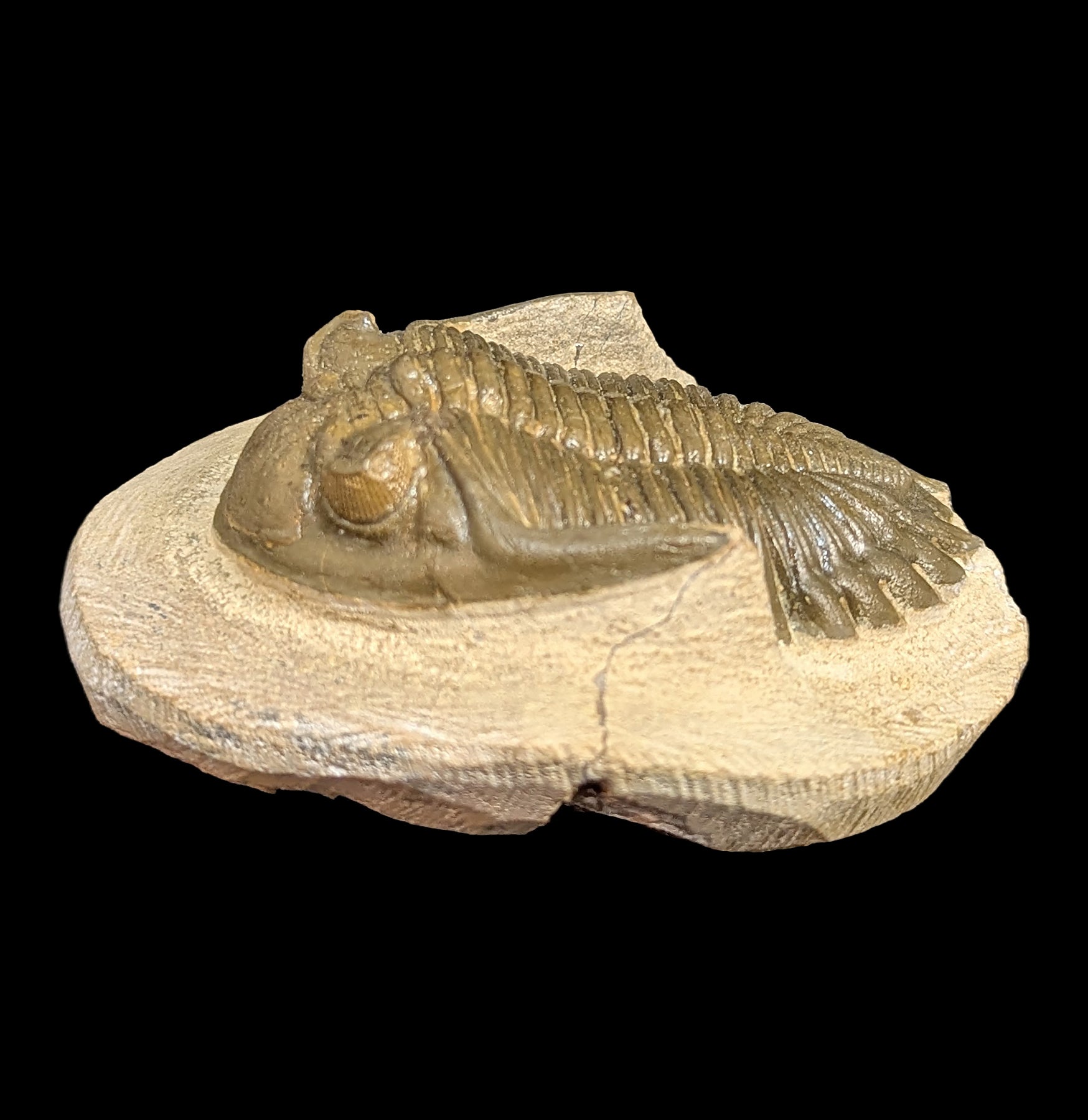 Authentic Hollardops Trilobite Fossil in Matrix - Rare Prehistoric Specimen for Collectors, Education & Home Decor