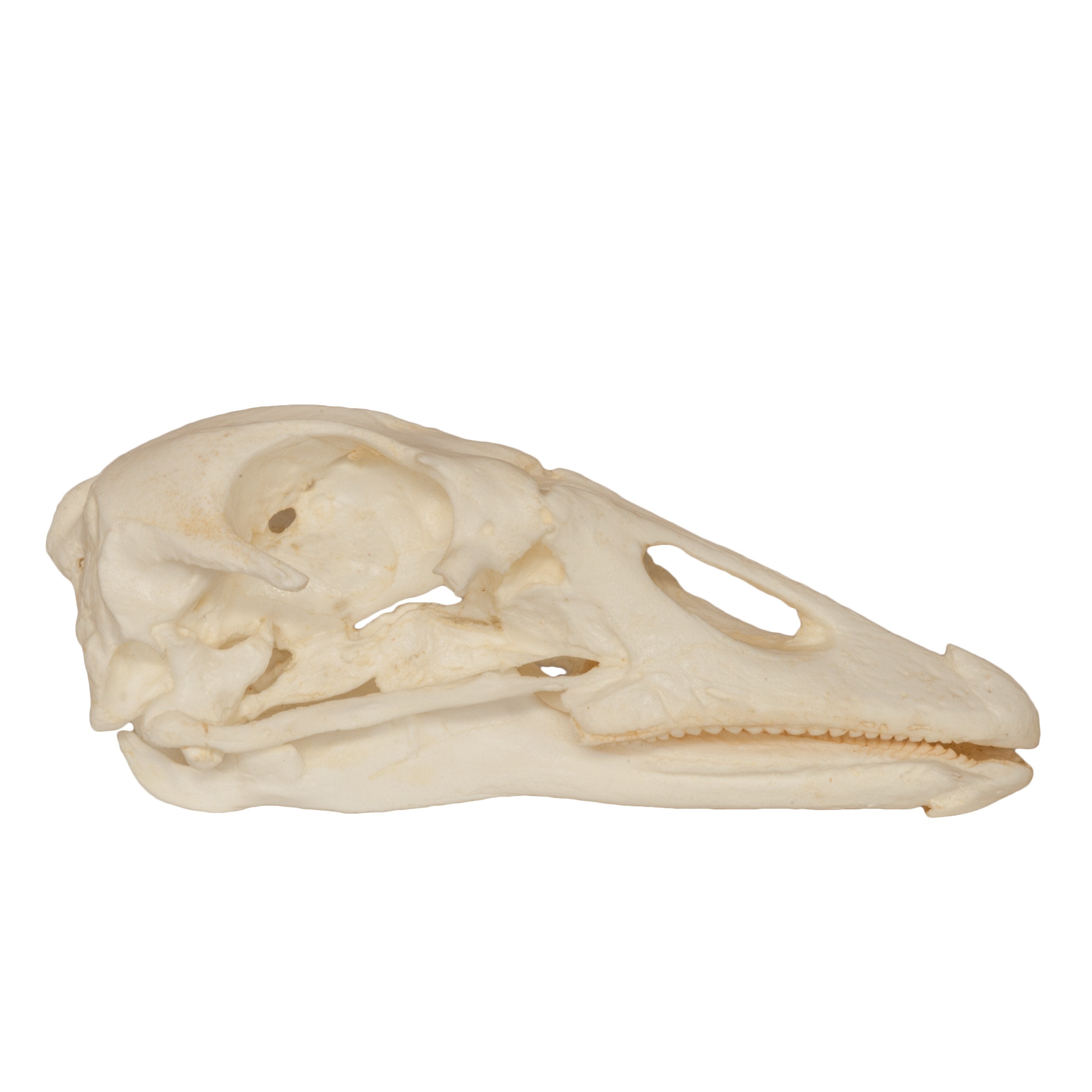 Authentic-Looking Goose Skull Replica - Realistic Decoration for Halloween, Gothic Home Decor, and Taxidermy Displays