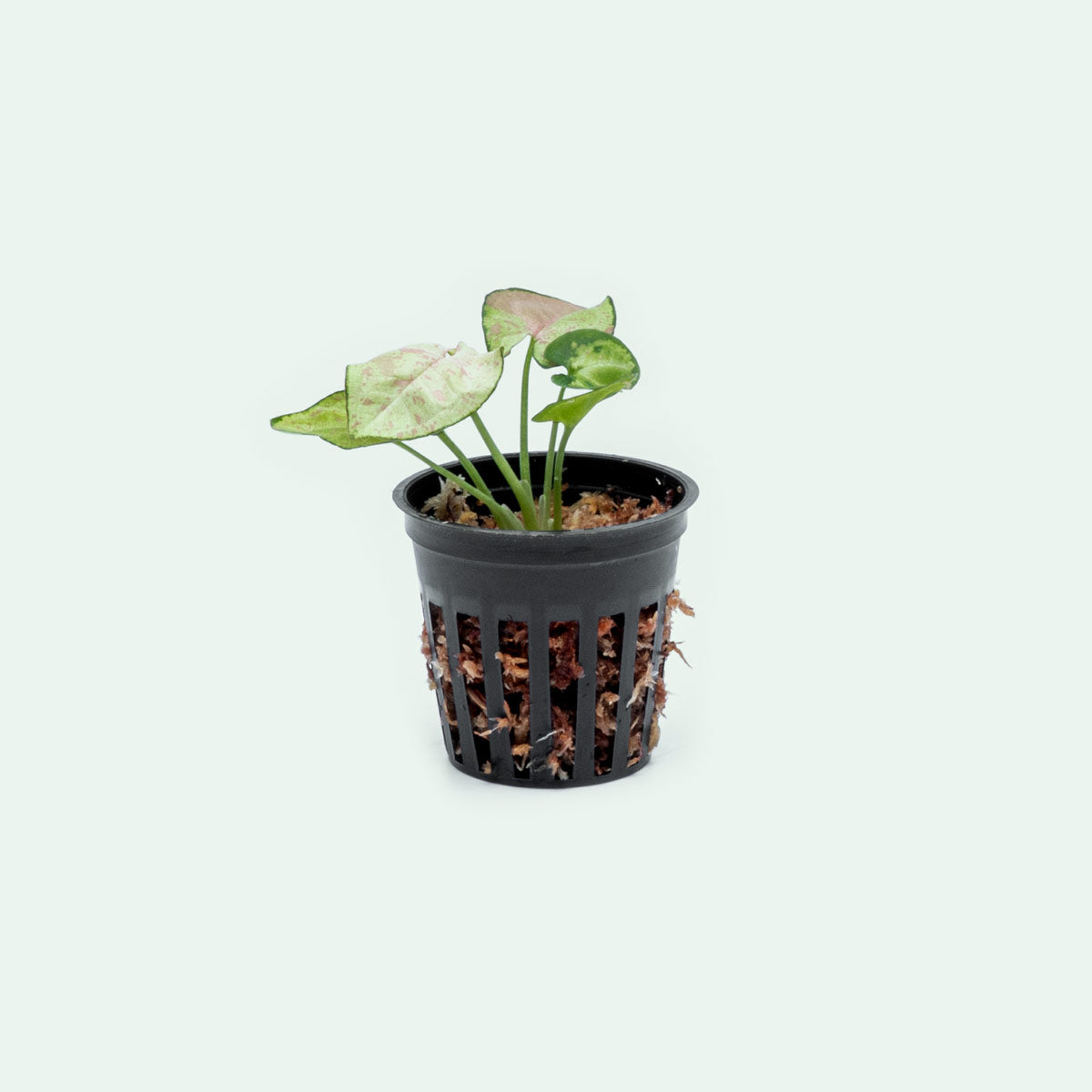 Syngonium Milk Confetti Bare Root Plant - Rare Variegated Arrowhead Vine for Indoor Home Decor, Office Desk, and Terrarium Planting