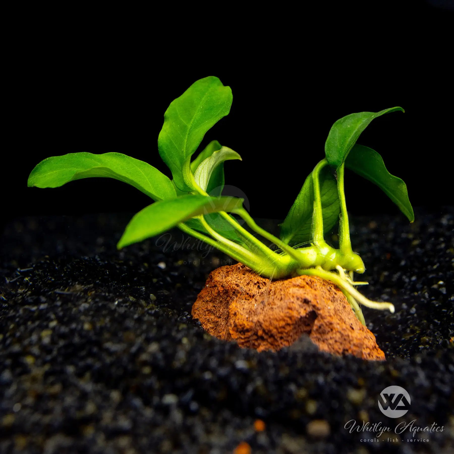 Anubias Barteri Var Nana Petite Aquatic Plant on Lava Rock - Perfect for Aquascaping, Nano Tanks & Freshwater Aquariums