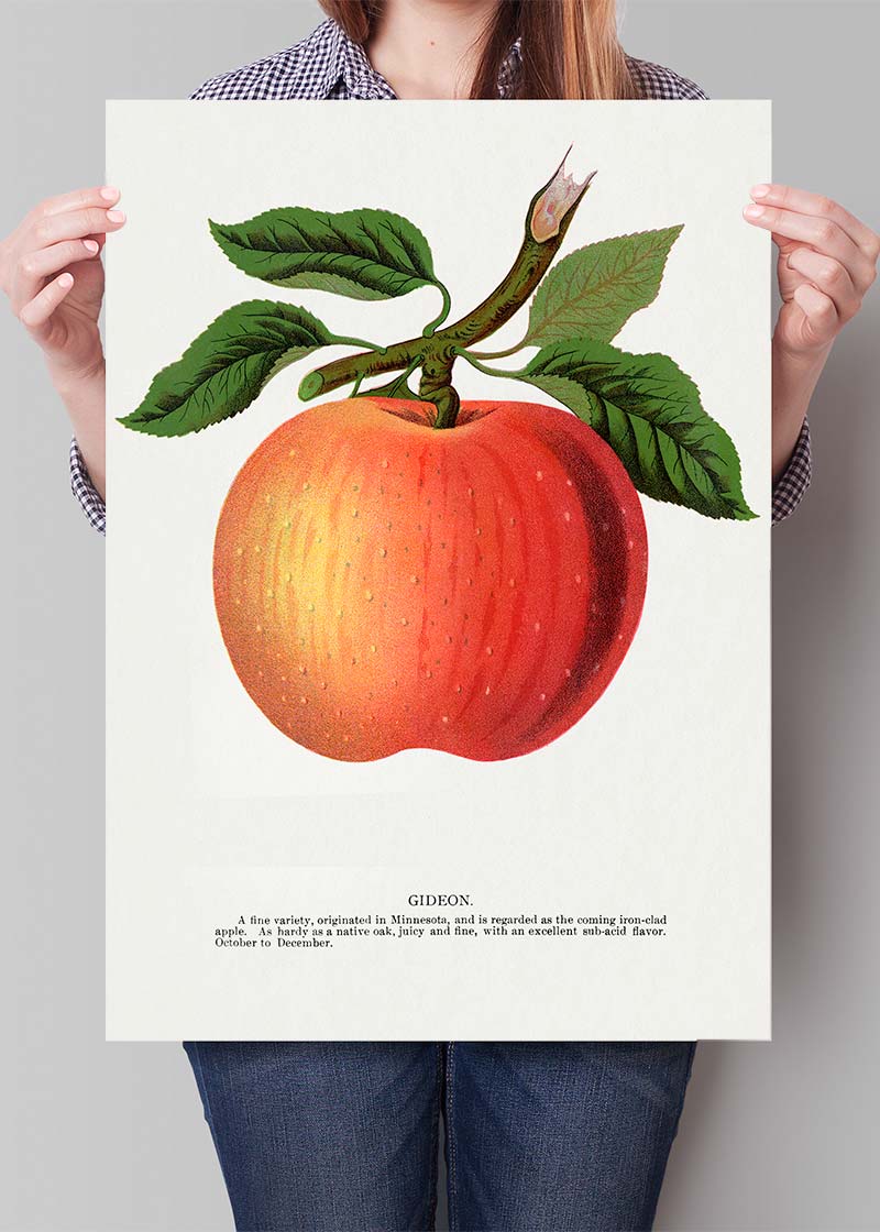 Vintage Apple Lithograph Print by Gideon - Antique Fruit Artwork for Home Decor, Kitchen Wall Art & Farmhouse Aesthetic