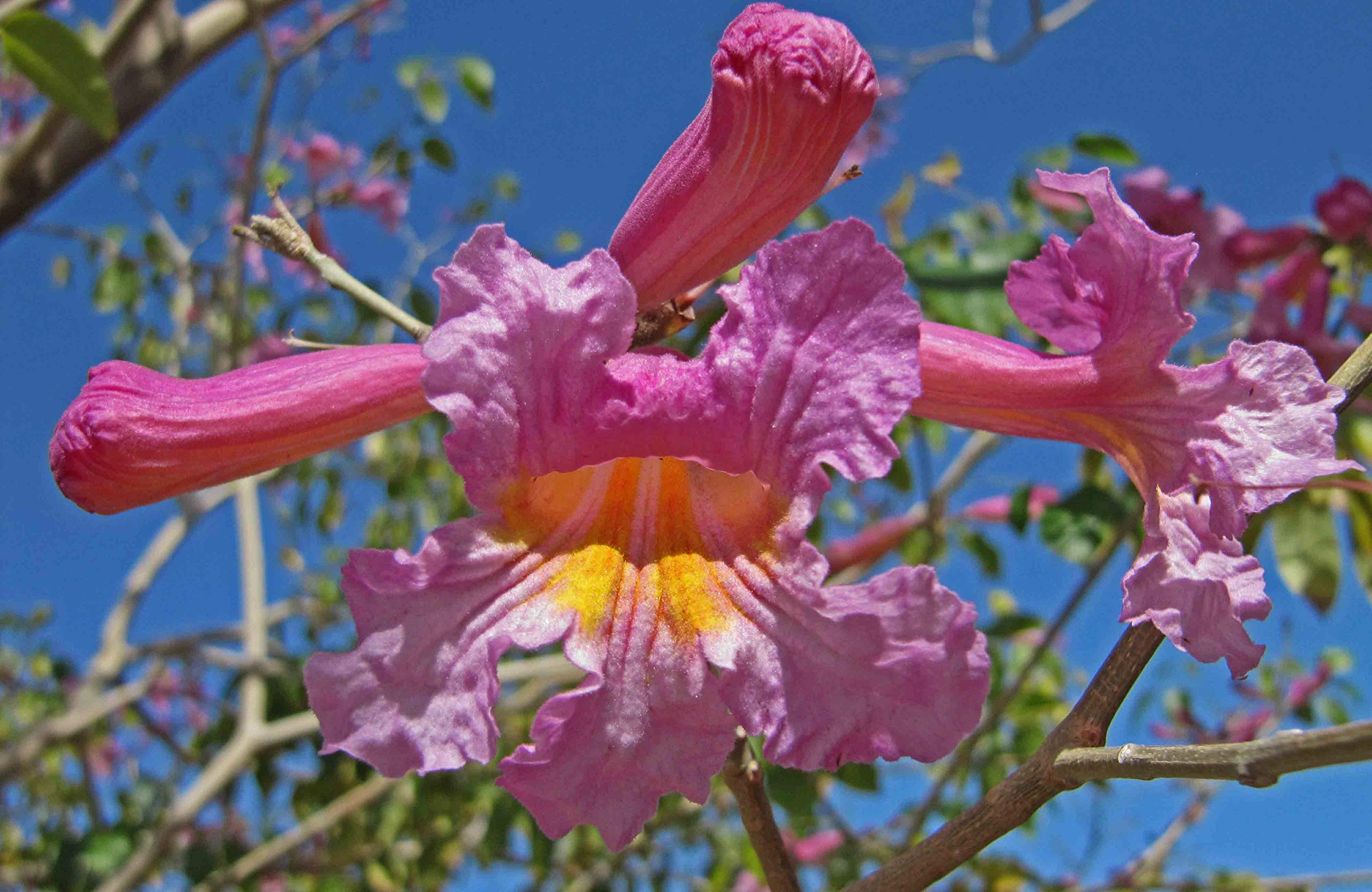 Purple Tabebuia Trumpet Tree (Tabebuia Impetiginosa) - 5 Live Plants in 4 Inch Pots - Beautiful Flowering Tree for Landscaping, Gardens & Outdoor Decor