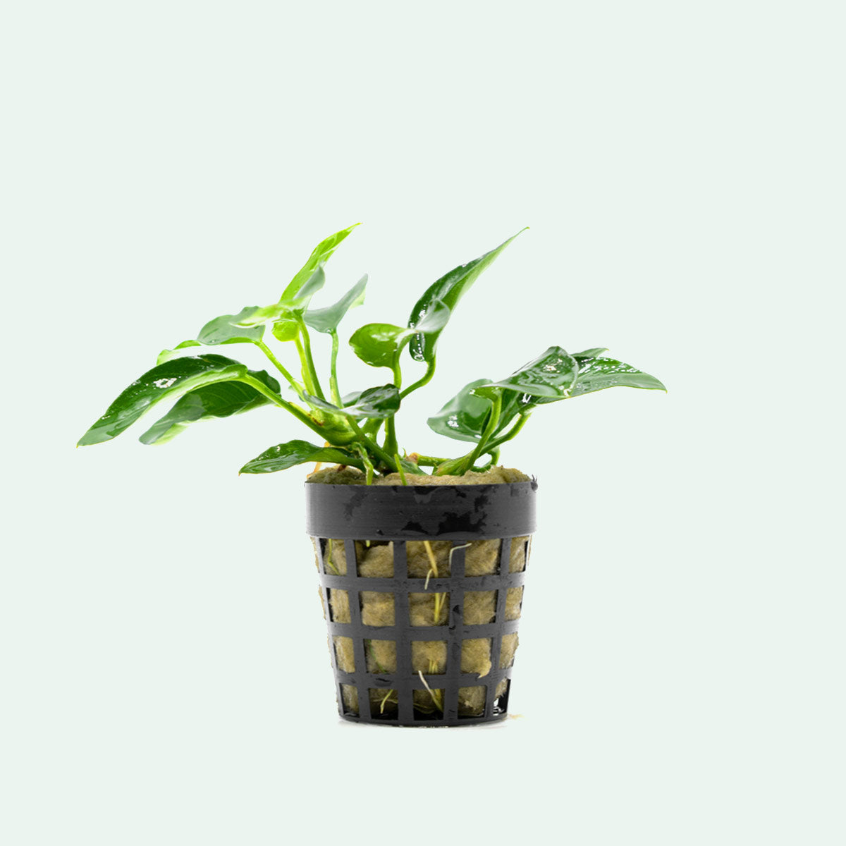 Anubias Nana Bonsai - Live Aquarium Plant for Freshwater Fish Tanks | Easy Care Low Light Aquatic Plant for Aquascaping & Shrimp Tanks