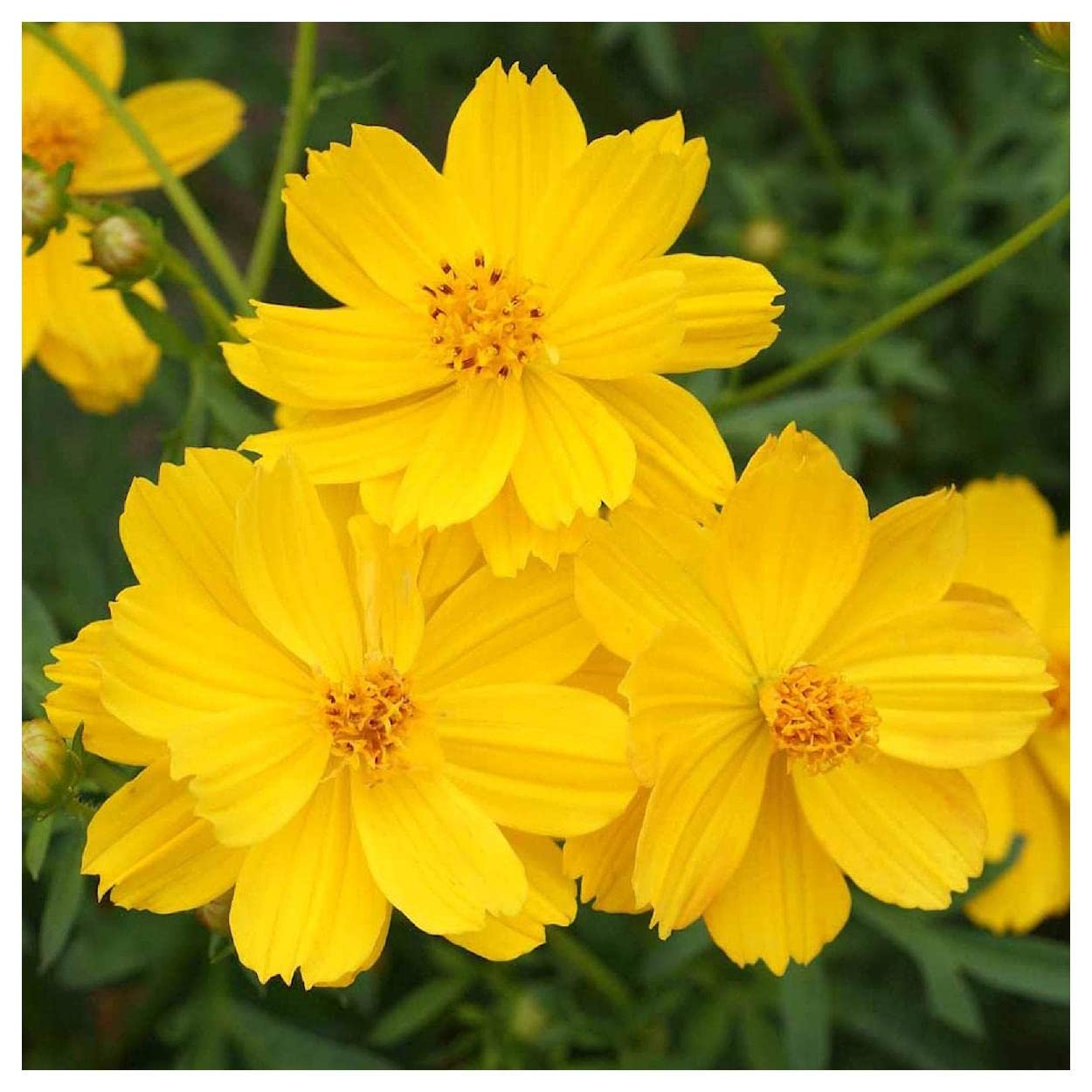 Everwilde Farms - 1 Lb Dwarf Gold Cosmos Wildflower Seeds - Gold Vault Pack - Non-GMO, Heirloom Seeds for Garden, Landscaping & Pollinator-Friendly Planting