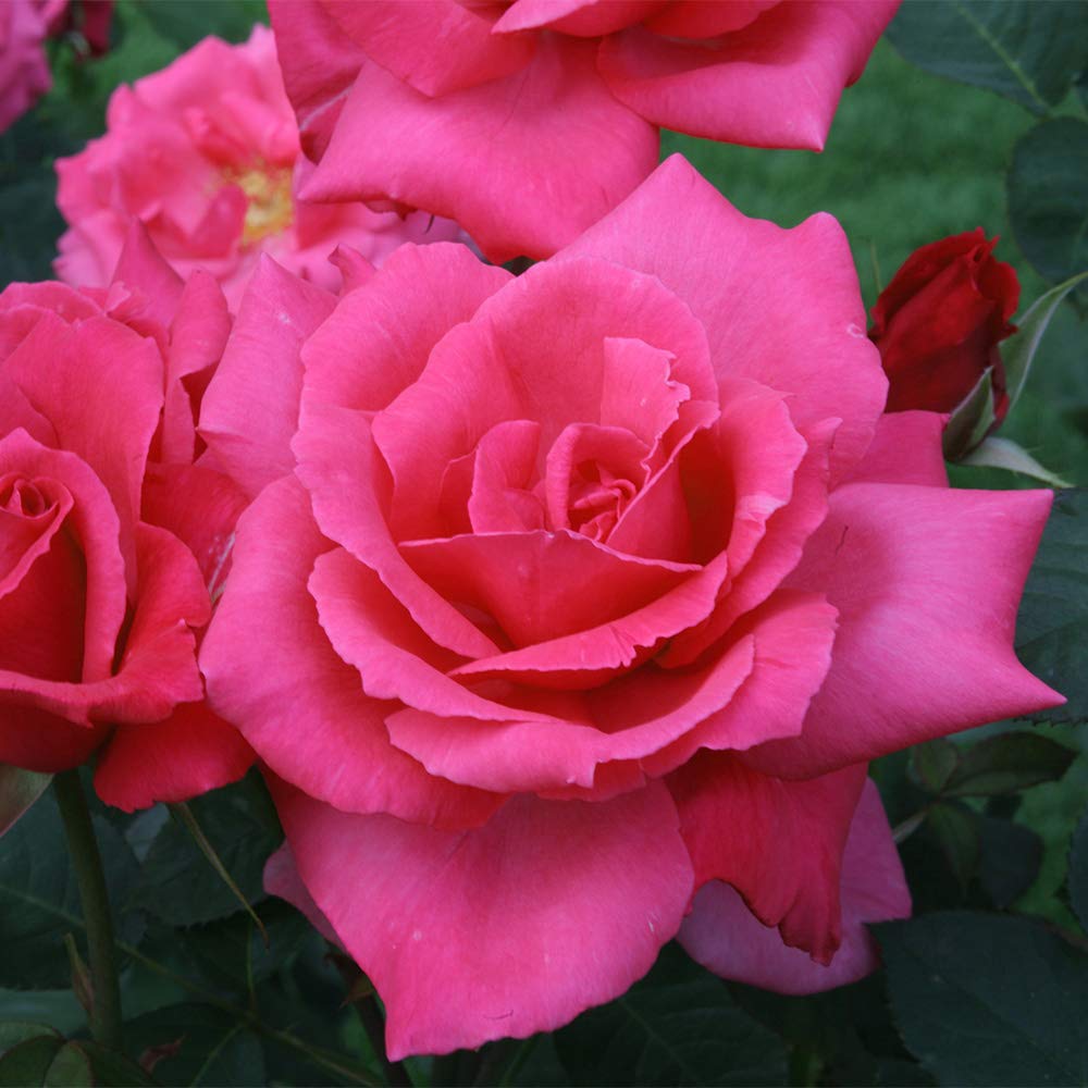 Heirloom Roses Electron® Pink Hybrid Tea Rose Bush - Live Outdoor Planting Rose Plant for Gardens, Landscaping & Gifting