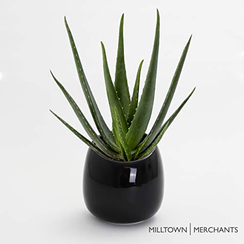 Milltown Merchants White Ceramic Wall Mounted Planters - Modern Succulent Wall Vases & Hanging Plant Pots for Indoor Living Walls - 1 Pack Black Home Decor for Kitchen, Bathroom, Office & Balcony