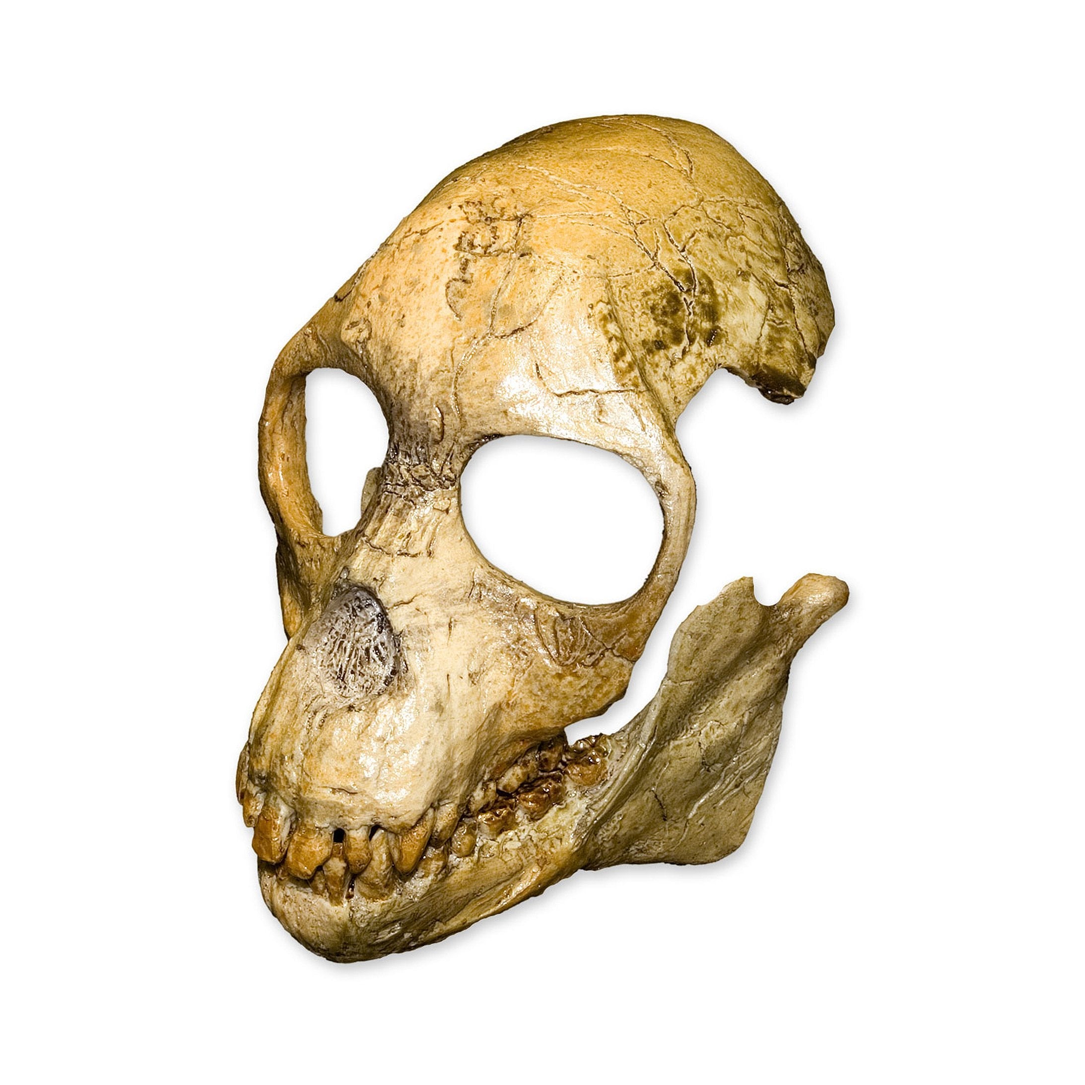 Authentic Replica Proconsul Skull - Fossil Hominid Skull Model for Anthropology Study & Science Education - Perfect for Museum Displays, Classroom Teaching, and Evolutionary Research
