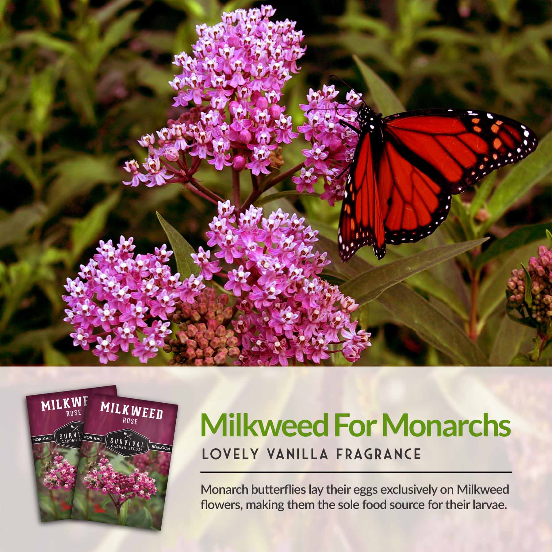 **Buy Rose Milkweed Seeds Online - Asclepias Incarnata for Butterfly Gardens & Pollinator-Friendly Landscaping**