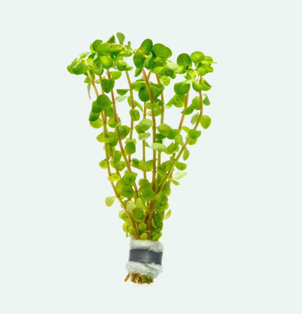 Rotala Colorata Live Aquarium Plant - Vibrant Red Aquatic Stem Plant for Fish Tanks, Aquascaping & Freshwater Aquariums
