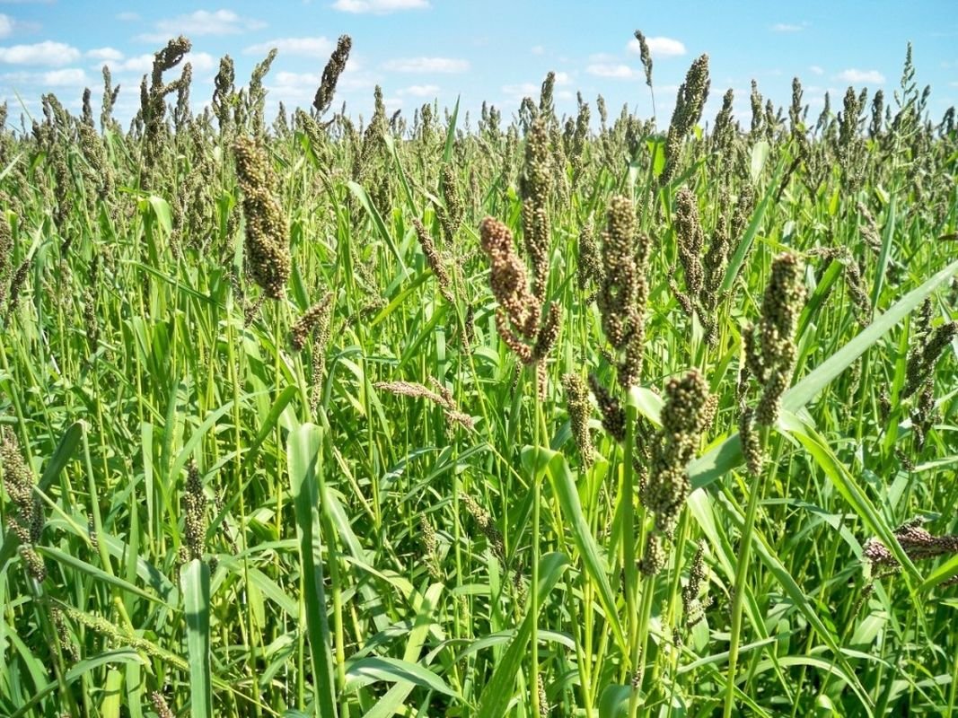 Organic Brown Top Millet Seeds - Non-GMO, 500 Seeds for Planting - High Yield Bird Food & Cover Crop for Gardens, Lawns & Wildlife Habitat