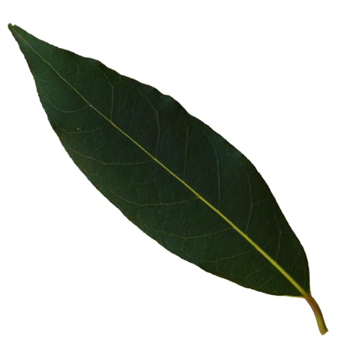 standard-bayleaf