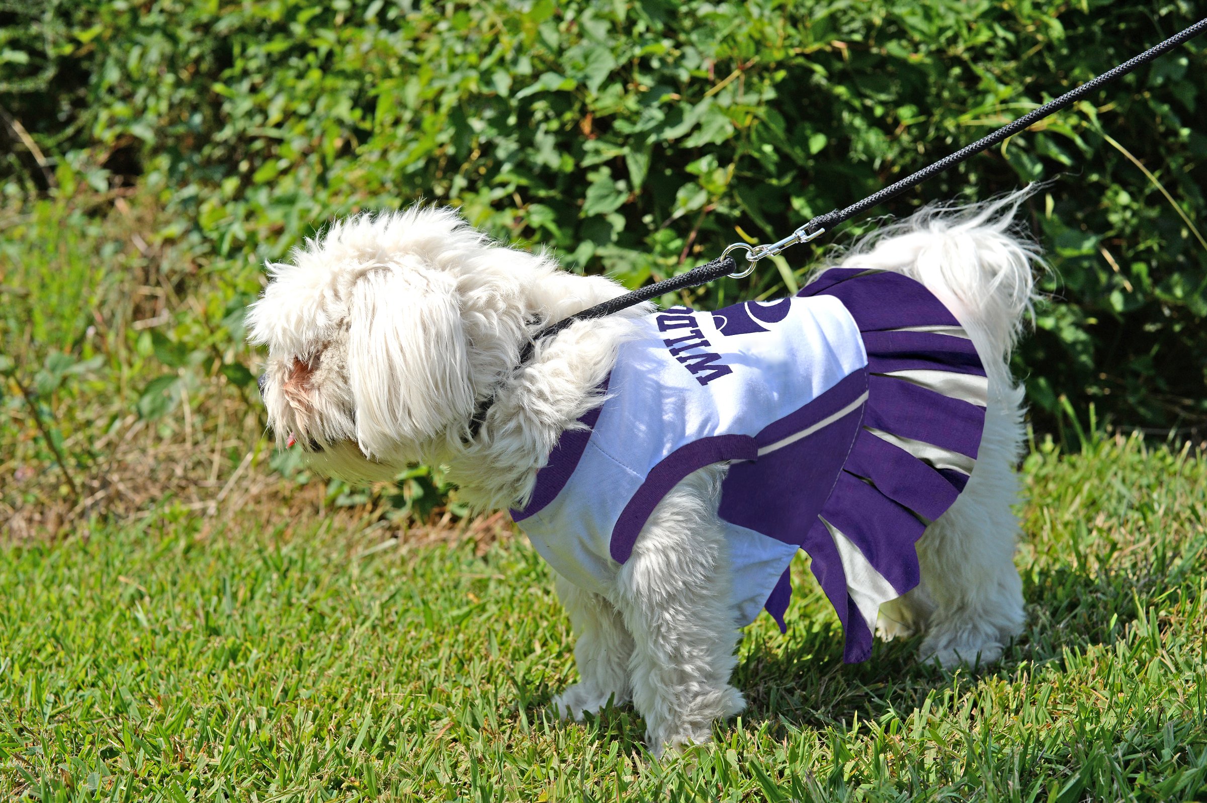 NCAA Kansas State Wildcats Dog Cheerleader Outfit for Small Dogs - Pet Costume for Game Day & Team Spirit