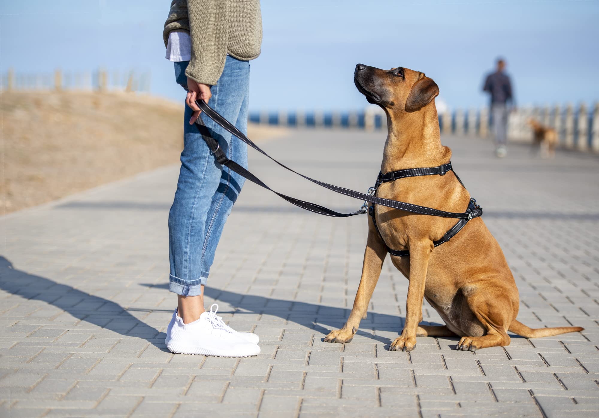 Multi-Function Dog Leash Control Medium - Red | Adjustable Hands-Free Pet Walking Lead for Running, Hiking & Training