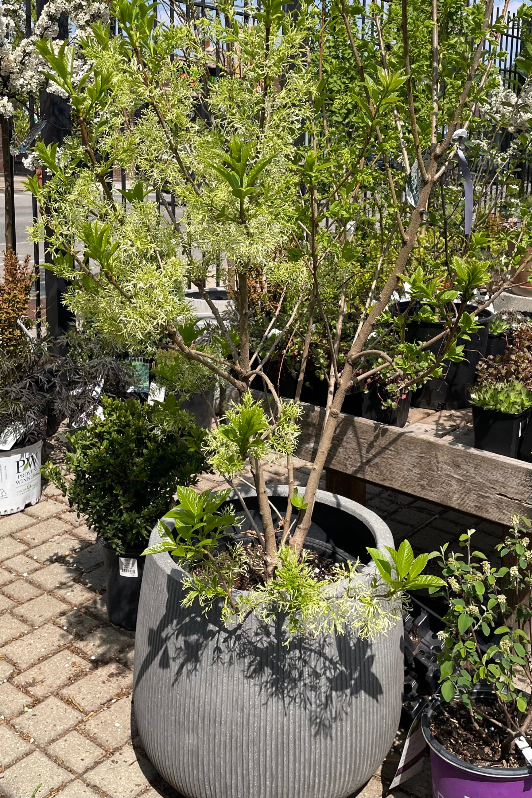 Chionanthus virginicus (White Fringetree) #10 Live Plant - Fragrant Spring Blooms, Fall Berries | Perfect for Landscaping, Gardens & Pollinator-Friendly Yards