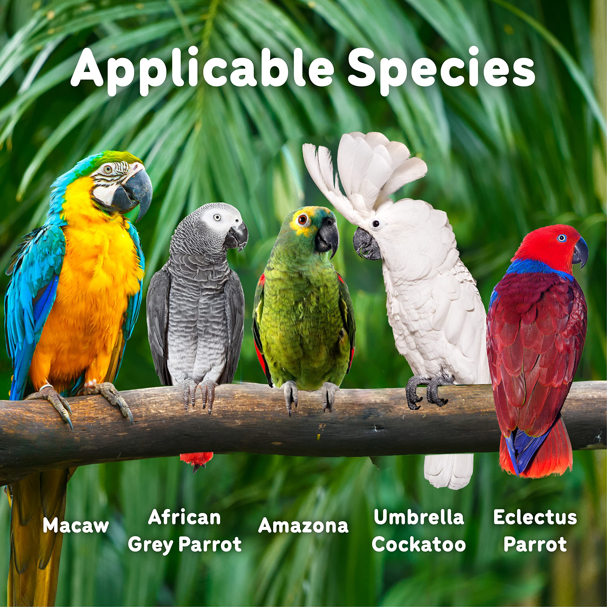 Durable Wooden Chew Toys for Large Parrots - Sweet Secret Parrot Toys for Cockatoos & African Greys | Medium to Large Bird Enrichment for Play & Exercise