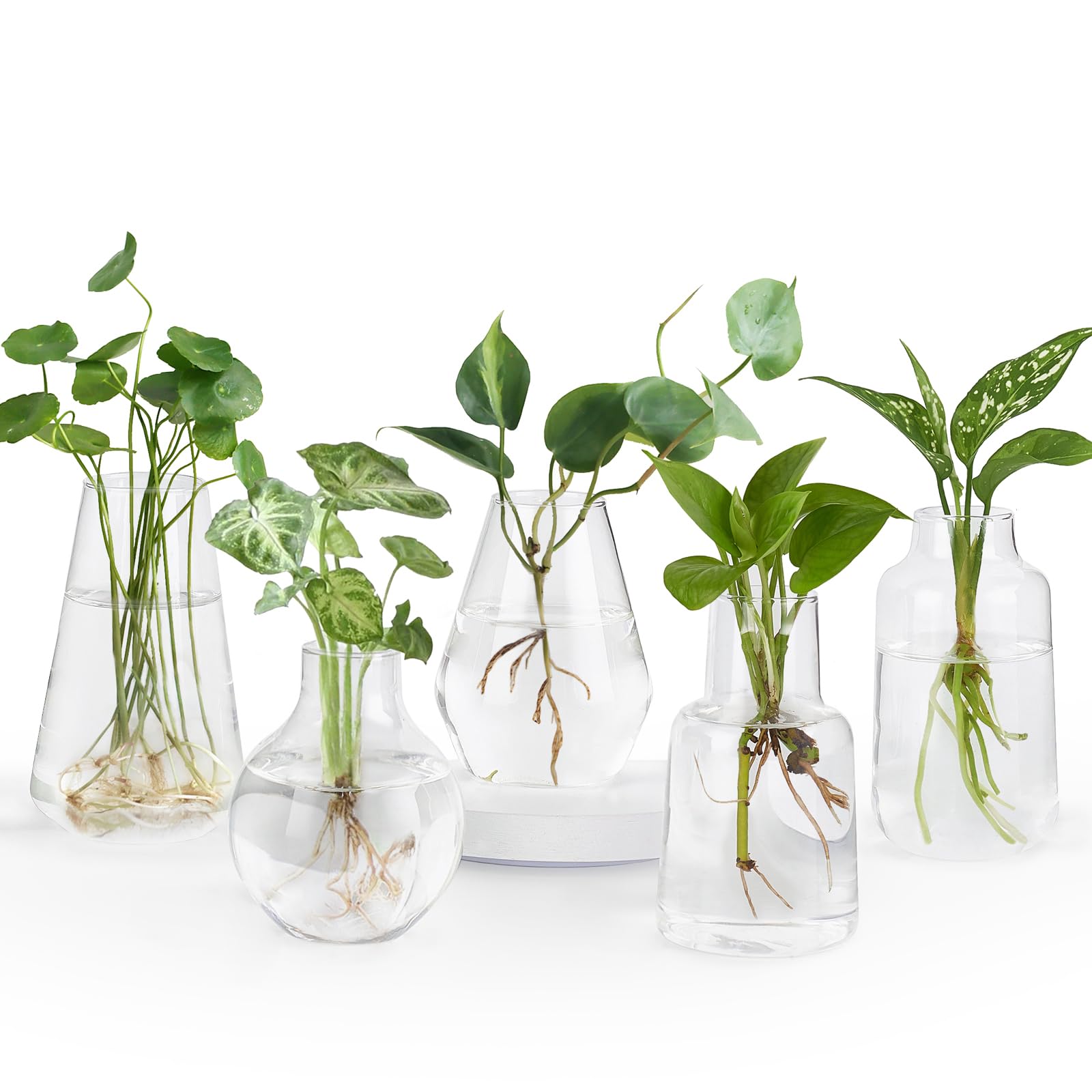 Mkono Glass Propagation Vases for Plants - Set of 5 Small Hydroponic Planters for Flower Cuttings, Bud Vases for Home Office Decor, Wedding Centerpieces & Gifts - Perfect for Indoor Gardening, Herb Propagation, and Tabletop Displays
