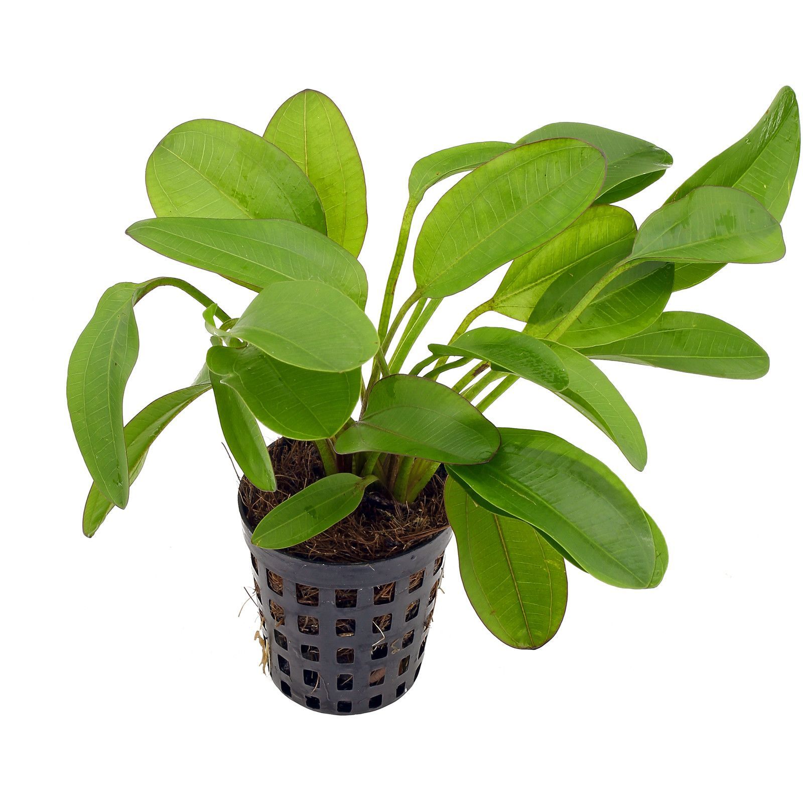 Dennerle Echinodorus 'Small Bear' Live Aquatic Plant for Freshwater Aquariums - Perfect for Aquascaping, Fish Tanks & Underwater Gardens